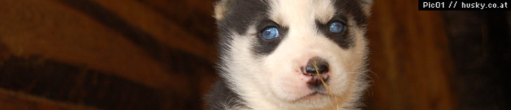 http://www.husky.co.at/uploads/images/kopf/008.jpg